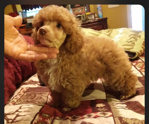 Poodle (Toy) Puppy for sale in FAYETTEVILLE, NC, USA