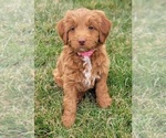 Puppy Lucy Goldendoodle (Miniature)