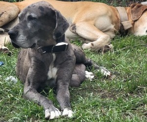 Mother of the Great Dane puppies born on 03/07/2023