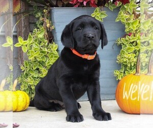 Labrador Retriever Puppy for sale in GORDONVILLE, PA, USA