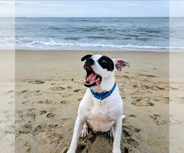 Medium Photo #2 American Pit Bull Terrier-Unknown Mix Puppy For Sale in Virginia Beach, VA, USA