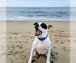 Small Photo #2 American Pit Bull Terrier-Unknown Mix Puppy For Sale in Virginia Beach, VA, USA