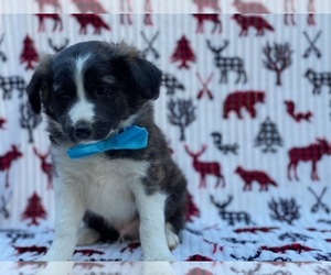 Border Collie-Golden Retriever Mix Puppy for sale in LANCASTER, PA, USA