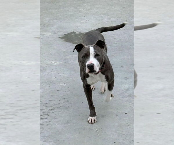 Medium Photo #3 American Pit Bull Terrier-American Staffordshire Terrier Mix Puppy For Sale in Brewster, NY, USA