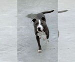 Small #2 American Pit Bull Terrier-American Staffordshire Terrier Mix