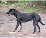 Small #3 Labrador Retriever Mix