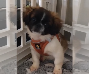 Pekingese Puppy for sale in SAINT LOUIS, MO, USA