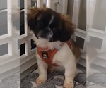 Small Pekingese