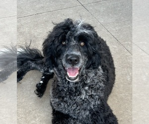 Mother of the Portuguese Water Dog puppies born on 06/23/2025