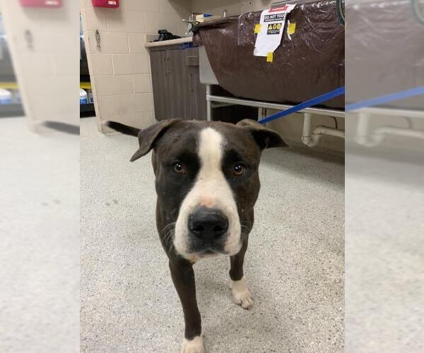 Medium Photo #1 American Pit Bull Terrier Puppy For Sale in Conroe, TX, USA