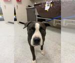 Small American Pit Bull Terrier
