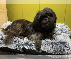 Shih Tzu Dogs for adoption in Alexander, AR, USA