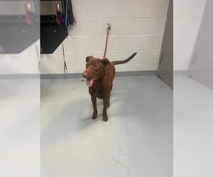 Labrador Retriever-Unknown Mix Dogs for adoption in St. Cloud, FL, USA
