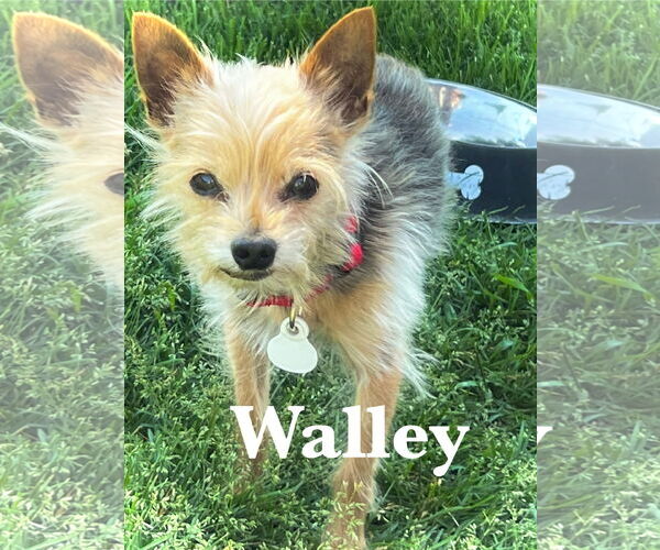 Medium Photo #1 Mutt Puppy For Sale in Estherville, IA, USA