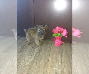 Yorkshire Terrier Puppy for sale in LAPEER, MI, USA