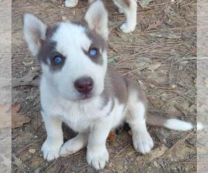 Siberian Husky Puppy for sale in OLD FORT, TN, USA