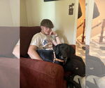Small #3 Labrador Retriever Mix