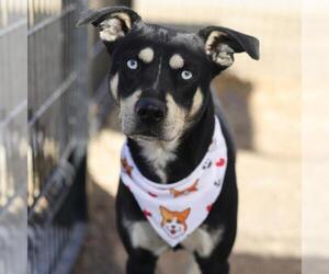 Labrador Retriever-Unknown Mix Dogs for adoption in San Antonio, TX, USA