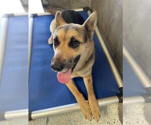 German Shepherd Dog Dogs for adoption in Lodi, CA, USA