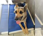 Small German Shepherd Dog