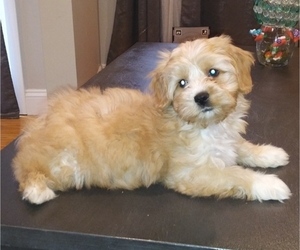 Maltipoo Puppy for Sale in SALEM, Massachusetts USA