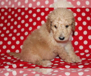 Goldendoodle (Miniature) Puppy for sale in BLMGTN, IN, USA