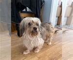 Small #1 Lhasa Apso Mix