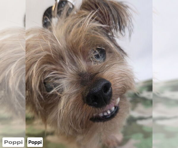 Medium Photo #1 Chihuahua-Unknown Mix Puppy For Sale in Princeton, MN, USA