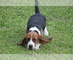Small #3 Basset Hound