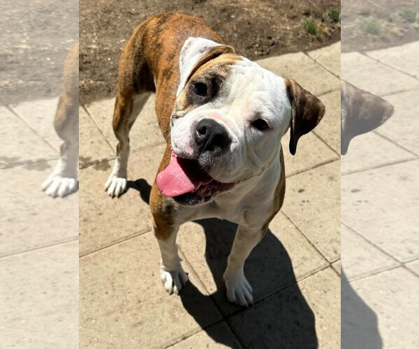Medium Photo #5 Bulldog-Unknown Mix Puppy For Sale in Redlands, CA, USA