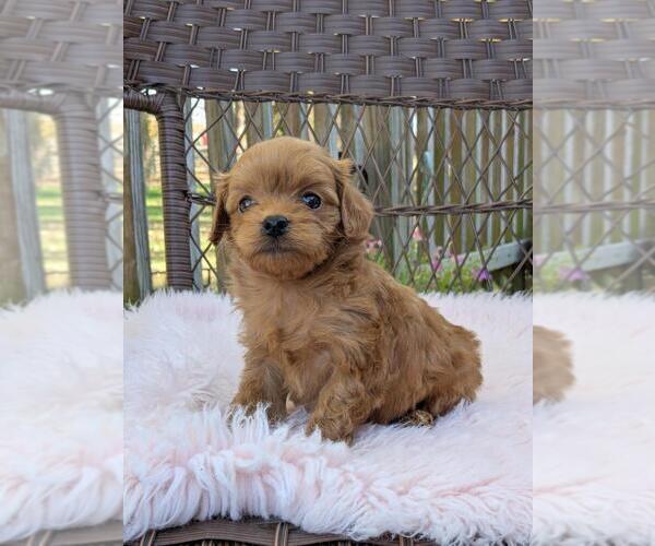 Medium Photo #10 Cock-A-Poo-Poodle (Miniature) Mix Puppy For Sale in SALEM, MO, USA