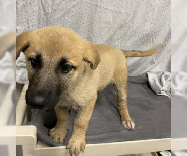 Medium Photo #1 German Shepherd Dog Puppy For Sale in Modesto, CA, USA