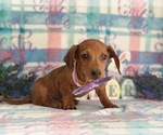 Small Photo #3 Dachshund Puppy For Sale in LANCASTER, PA, USA