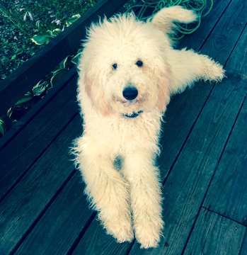 Medium Photo #1 Goldendoodle Puppy For Sale in VERMILION, OH, USA
