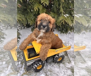 Whoodle (Miniature) Puppy for sale in MIDDLEBURY, IN, USA
