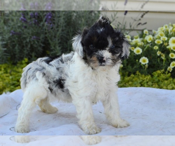 Medium Photo #12 Cavapoo Puppy For Sale in PARADISE, PA, USA