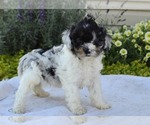 Small #11 Cavapoo