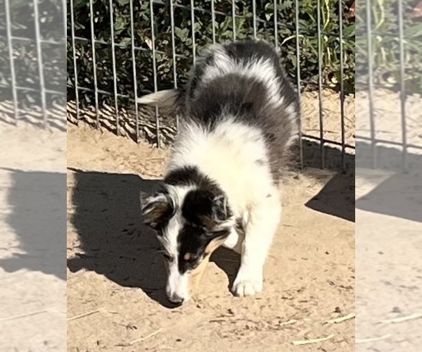 Medium Photo #20 Shetland Sheepdog Puppy For Sale in FORT MORGAN, CO, USA