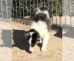 Small #19 Shetland Sheepdog