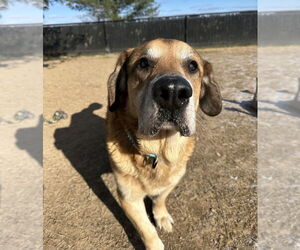 Felix - Male Mutt Dog for Adoption - Photo #4