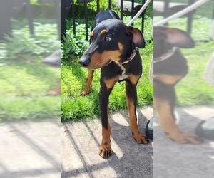 Doberman Pinscher Dogs for adoption in San Antonio, TX, USA