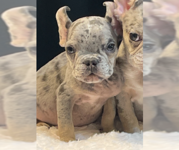 Medium Photo #8 French Bulldog Puppy For Sale in ENCINO, CA, USA