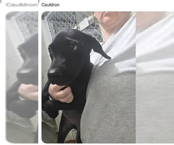 Medium Photo #1 Labrador Retriever Puppy For Sale in garner, NC, USA