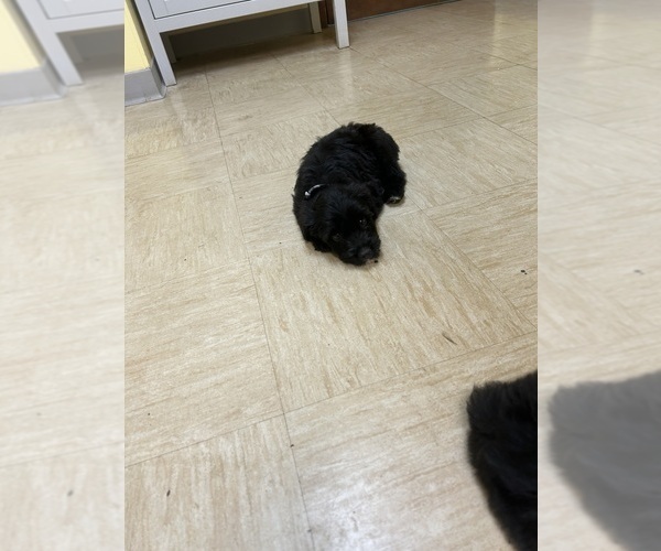 Medium Photo #29 F2 Aussiedoodle Puppy For Sale in BUSH, LA, USA