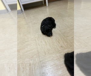 Medium F2 Aussiedoodle