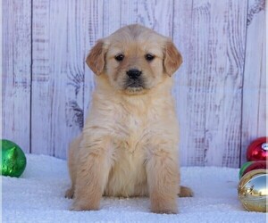 Golden Retriever Puppy for sale in FREDERICKSBG, OH, USA