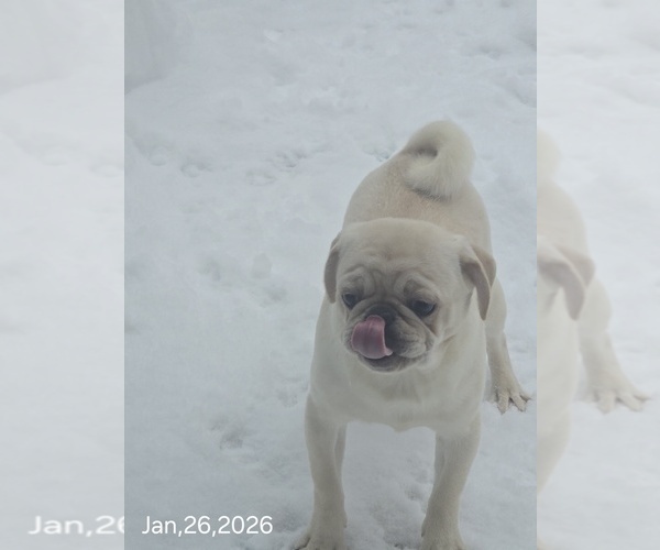 Medium Photo #11 Pug Puppy For Sale in NEW IPSWICH, NH, USA