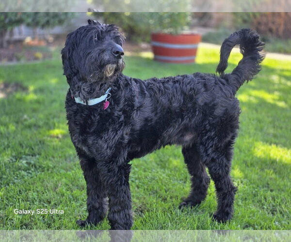 Medium Photo #8 Labradoodle Puppy For Sale in Clovis, CA, USA