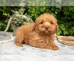 Puppy Romeo Goldendoodle (Miniature)