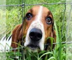 Small #1 Basset Hound